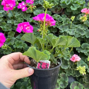 Geranium Zonal Americana Orchid Live Plant – 4.5 inch Pot – Outdoor Annual - Image 12