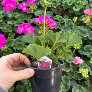 Geranium Zonal Americana Orchid Live Plant – 4.5 inch Pot – Outdoor Annual - Image 13