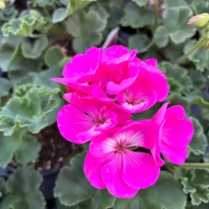 Geranium Zonal Americana Orchid Live Plant – 4.5 inch Pot – Outdoor Annual - Image 2