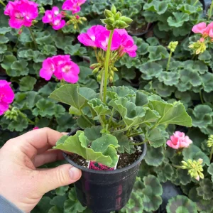 Geranium Zonal Americana Orchid Live Plant – 4.5 inch Pot – Outdoor Annual - Image 3