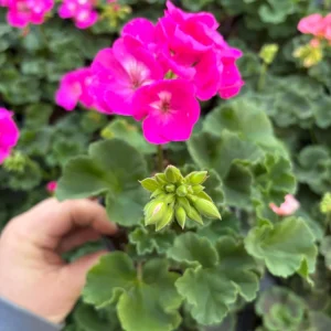 Geranium Zonal Americana Orchid Live Plant – 4.5 inch Pot – Outdoor Annual - Image 4