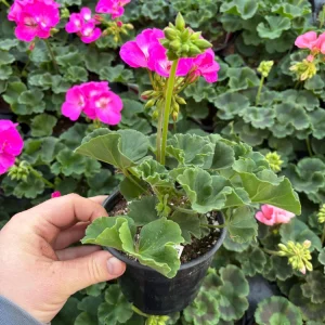 Geranium Zonal Americana Orchid Live Plant – 4.5 inch Pot – Outdoor Annual - Image 5