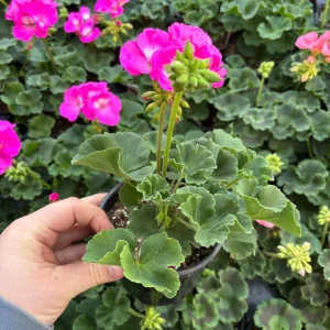 Geranium Zonal Americana Orchid Live Plant – 4.5 inch Pot – Outdoor Annual - Image 6