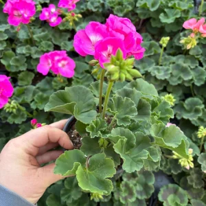Geranium Zonal Americana Orchid Live Plant – 4.5 inch Pot – Outdoor Annual - Image 7