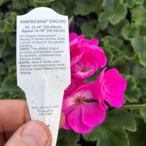 Geranium Zonal Americana Orchid Live Plant – 4.5 inch Pot – Outdoor Annual - Image 8