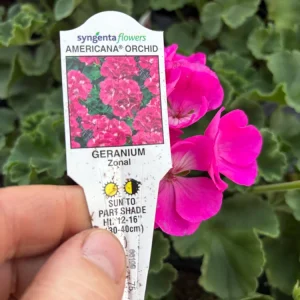 Geranium Zonal Americana Orchid Live Plant – 4.5 inch Pot – Outdoor Annual - Image 9