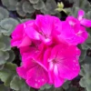 Geranium Zonal Americana Orchid Live Plant – 4.5 inch Pot – Outdoor Annual - Image 1