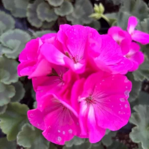 Geranium Zonal Americana Orchid Live Plant – 4.5 inch Pot – Outdoor Annual - Image 1