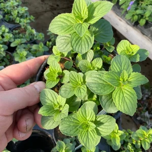 Ginger Mint Live Plant - Mentha x gracilis - 4.5 inch Pot - Fragrant Herb - Image 2