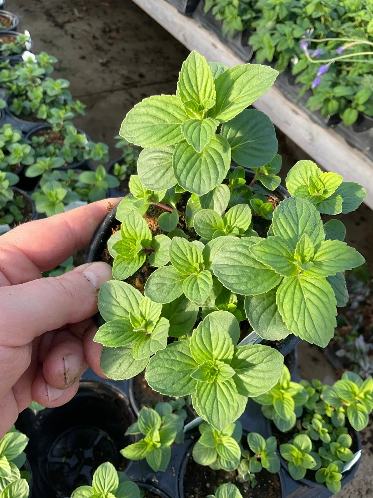 Ginger Mint Live Plant - Mentha x gracilis - 4.5 inch Pot - Fragrant Herb - Image 2