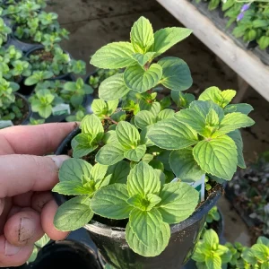 Ginger Mint Live Plant - Mentha x gracilis - 4.5 inch Pot - Fragrant Herb - Image 3