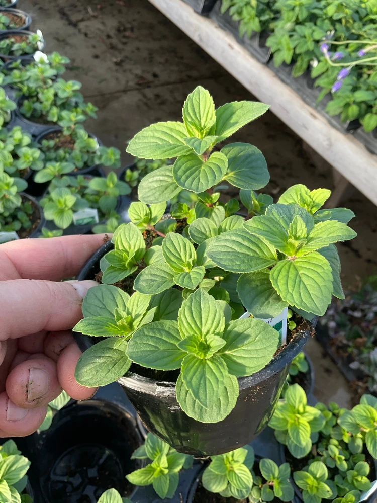 Ginger Mint Live Plant - Mentha x gracilis - 4.5 inch Pot - Fragrant Herb - Image 3