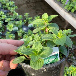 Ginger Mint Live Plant - Mentha x gracilis - 4.5 inch Pot - Fragrant Herb - Image 4