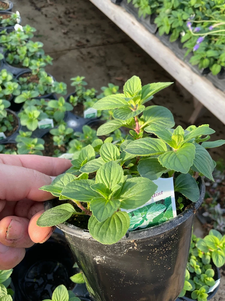 Ginger Mint Live Plant - Mentha x gracilis - 4.5 inch Pot - Fragrant Herb - Image 4