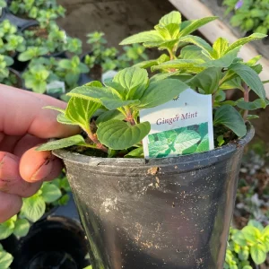 Ginger Mint Live Plant - Mentha x gracilis - 4.5 inch Pot - Fragrant Herb - Image 5
