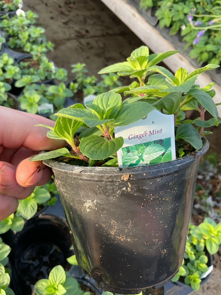 Ginger Mint Live Plant - Mentha x gracilis - 4.5 inch Pot - Fragrant Herb - Image 5