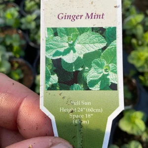 Ginger Mint Live Plant - Mentha x gracilis - 4.5 inch Pot - Fragrant Herb - Image 6