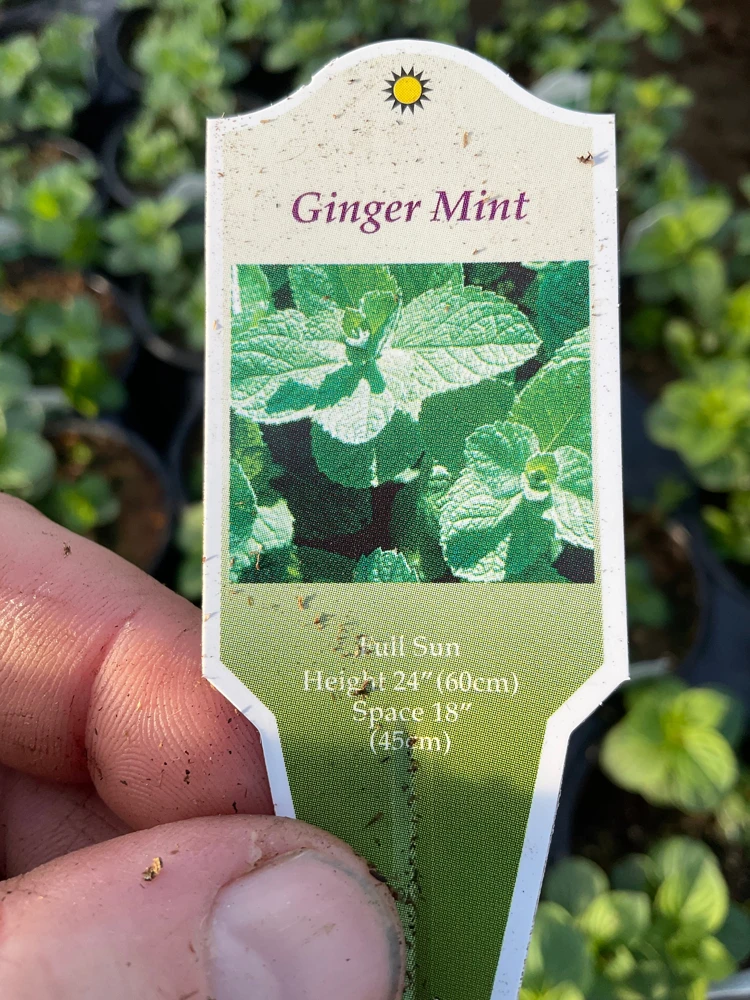 Ginger Mint Live Plant - Mentha x gracilis - 4.5 inch Pot - Fragrant Herb - Image 6