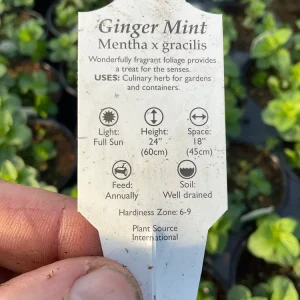 Ginger Mint Live Plant - Mentha x gracilis - 4.5 inch Pot - Fragrant Herb - Image 7