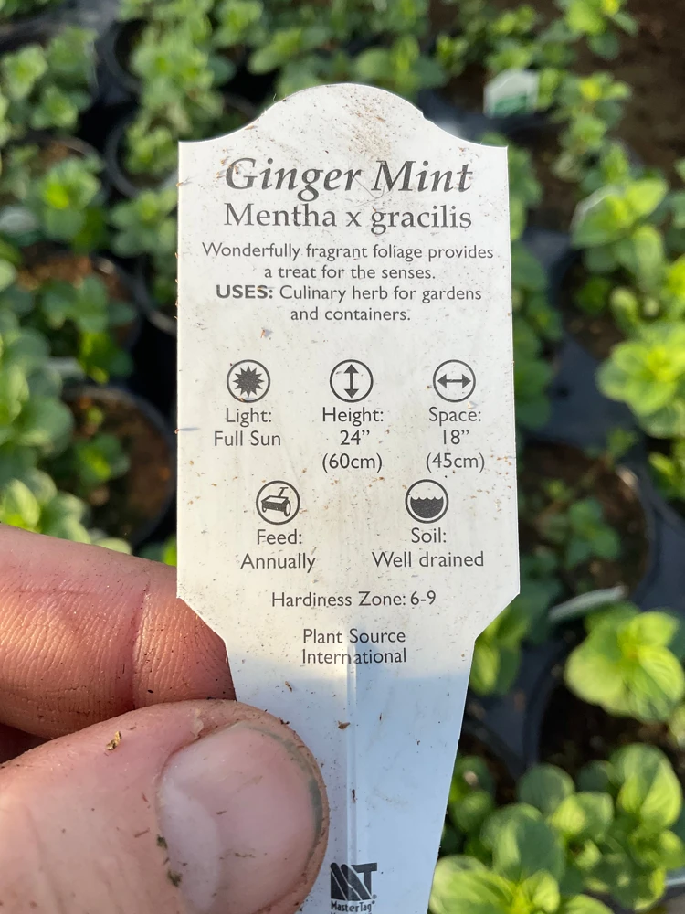 Ginger Mint Live Plant - Mentha x gracilis - 4.5 inch Pot - Fragrant Herb - Image 7