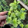 Ginger Mint Live Plant - Mentha x gracilis - 4.5 inch Pot - Fragrant Herb - Image 1