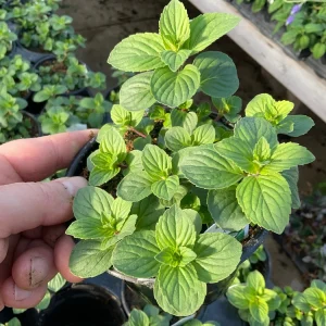 Ginger Mint Live Plant - Mentha x gracilis - 4.5 inch Pot - Fragrant Herb - Image 1