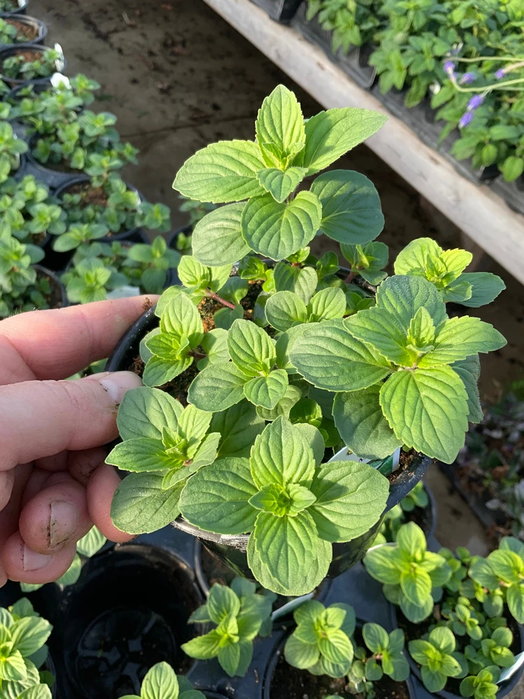 Ginger Mint Live Plant - Mentha x gracilis - 4.5 inch Pot - Fragrant Herb - Image 1