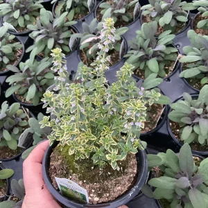 Golden Lemon Thyme Live Plant - 4.5