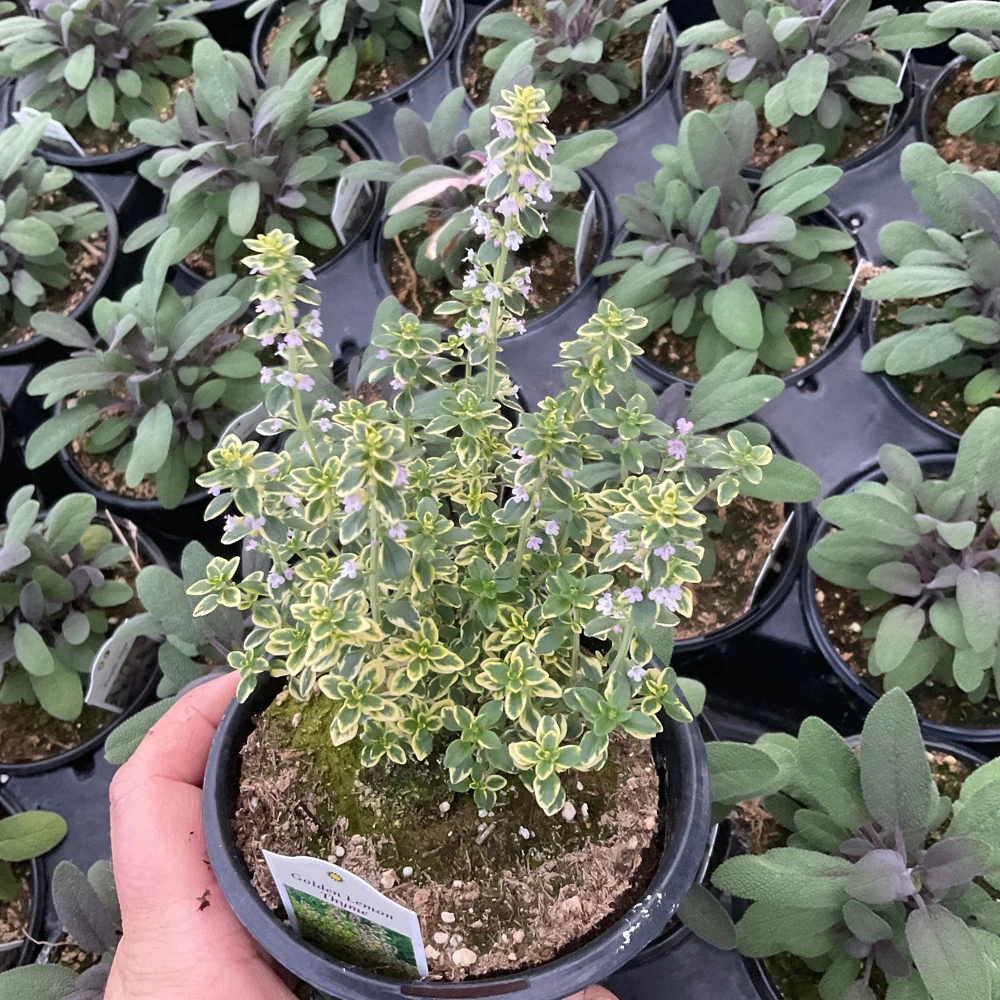 Golden Lemon Thyme Live Plant - 4.5" Pot - Fragrant Culinary Herb - Image 2