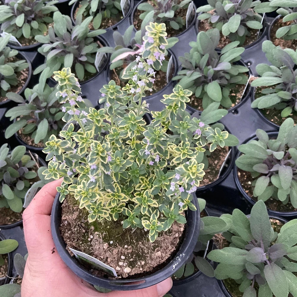Golden Lemon Thyme Live Plant - 4.5" Pot - Fragrant Culinary Herb - Image 3