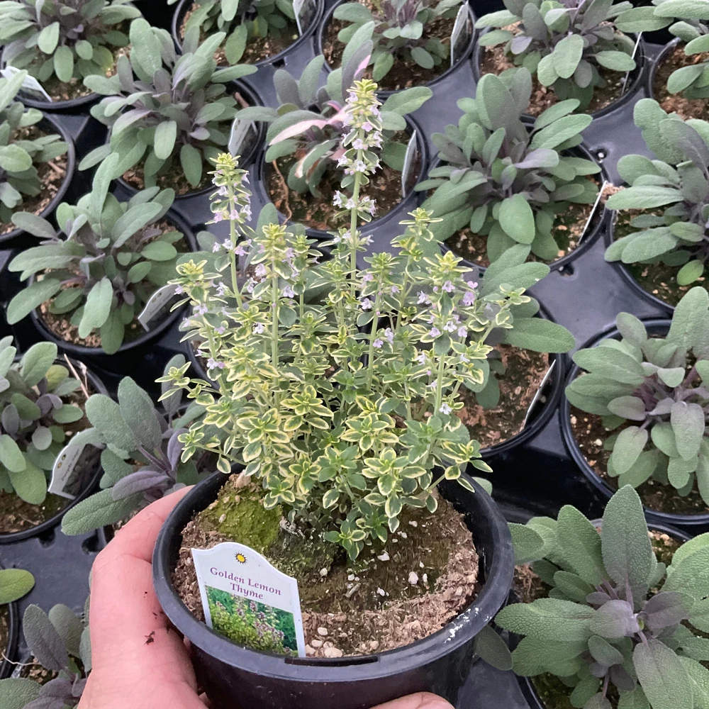 Golden Lemon Thyme Live Plant - 4.5" Pot - Fragrant Culinary Herb - Image 4