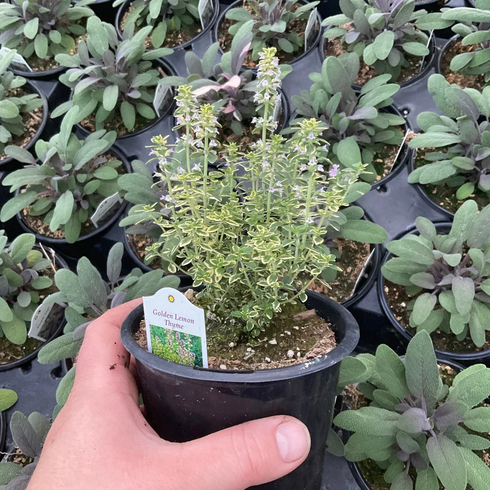 Golden Lemon Thyme Live Plant - 4.5" Pot - Fragrant Culinary Herb - Image 5