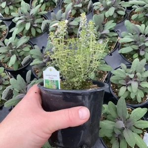 Golden Lemon Thyme Live Plant - 4.5