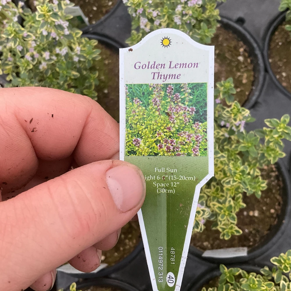 Golden Lemon Thyme Live Plant - 4.5" Pot - Fragrant Culinary Herb - Image 7