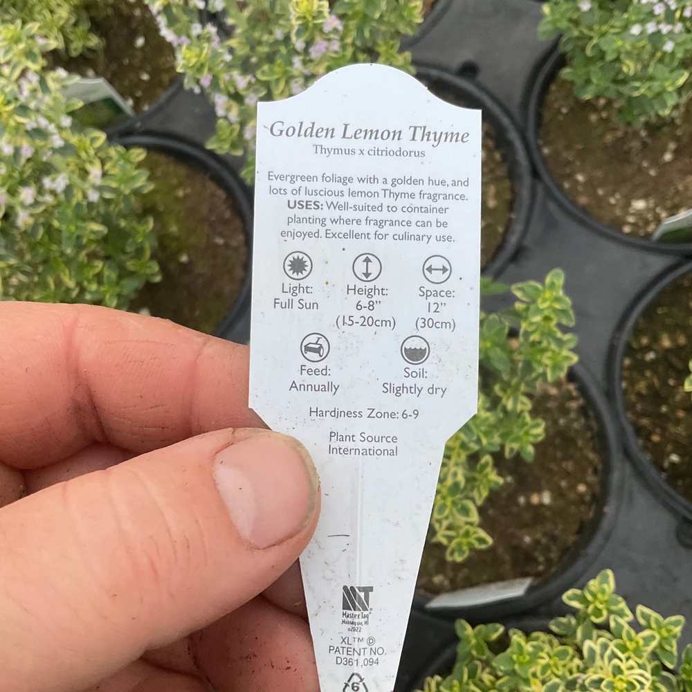 Golden Lemon Thyme Live Plant - 4.5" Pot - Fragrant Culinary Herb - Image 8
