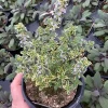 Golden Lemon Thyme Live Plant - 4.5" Pot - Fragrant Culinary Herb - Image 1