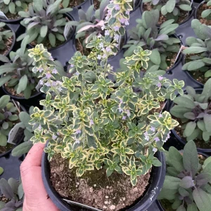 Golden Lemon Thyme Live Plant - 4.5" Pot - Fragrant Culinary Herb - Image 1