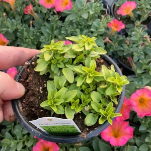 Golden Oregano Live Plant - 4.5 inch Pot, Aromatic Culinary Herb - Image 2