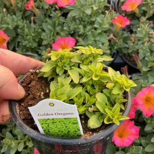 Golden Oregano Live Plant - 4.5 inch Pot, Aromatic Culinary Herb - Image 3