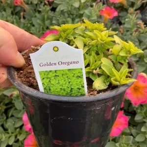 Golden Oregano Live Plant - 4.5 inch Pot, Aromatic Culinary Herb - Image 4