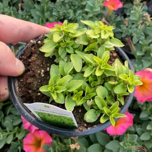 Golden Oregano Live Plant - 4.5 inch Pot, Aromatic Culinary Herb - Image 5