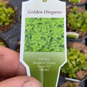 Golden Oregano Live Plant - 4.5 inch Pot, Aromatic Culinary Herb - Image 6