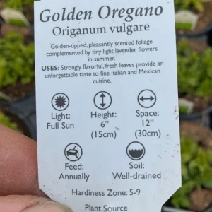 Golden Oregano Live Plant - 4.5 inch Pot, Aromatic Culinary Herb - Image 7