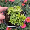 Golden Oregano Live Plant - 4.5 inch Pot, Aromatic Culinary Herb - Image 1