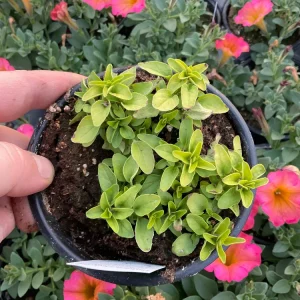 Golden Oregano Live Plant - 4.5 inch Pot, Aromatic Culinary Herb - Image 1