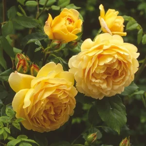 Golden Showers Yellow Climbing Rose Live Plant – 4 to 6 Inch Tall – Outdoor - Image 2
