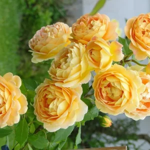 Golden Showers Yellow Climbing Rose Live Plant – 4 to 6 Inch Tall – Outdoor - Image 3