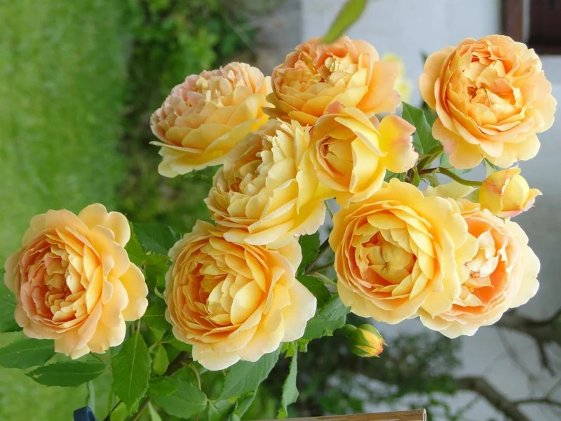 Golden Showers Yellow Climbing Rose Live Plant – 4 to 6 Inch Tall – Outdoor - Image 3