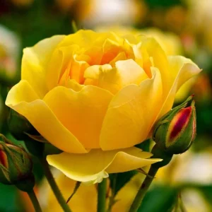 Golden Showers Yellow Climbing Rose Live Plant – 4 to 6 Inch Tall – Outdoor - Image 4