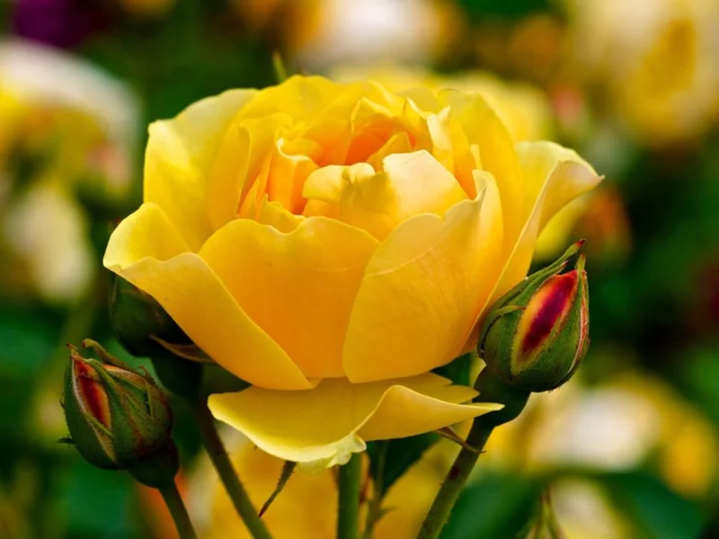 Golden Showers Yellow Climbing Rose Live Plant – 4 to 6 Inch Tall – Outdoor - Image 4